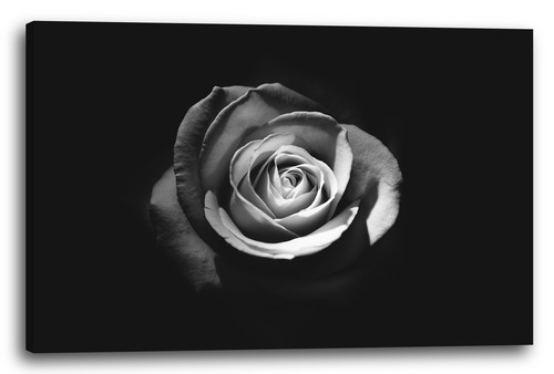 Canvas frames close rose - close, of