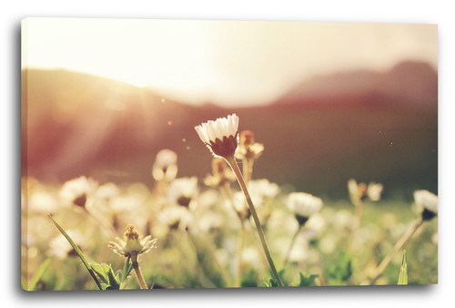 Canvas frames flowers - canvas/frames,