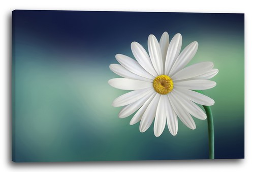Canvas frames flowers pictures - flowers,