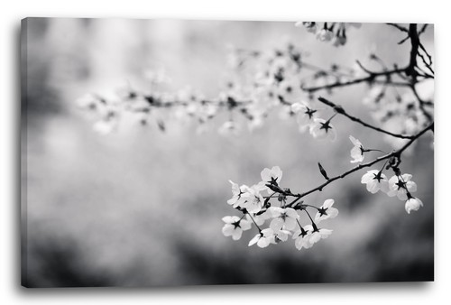 Canvas frames flower - canvas/frames, pictures