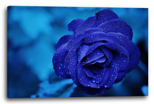 Canvas frames close - canvas/frames, rose